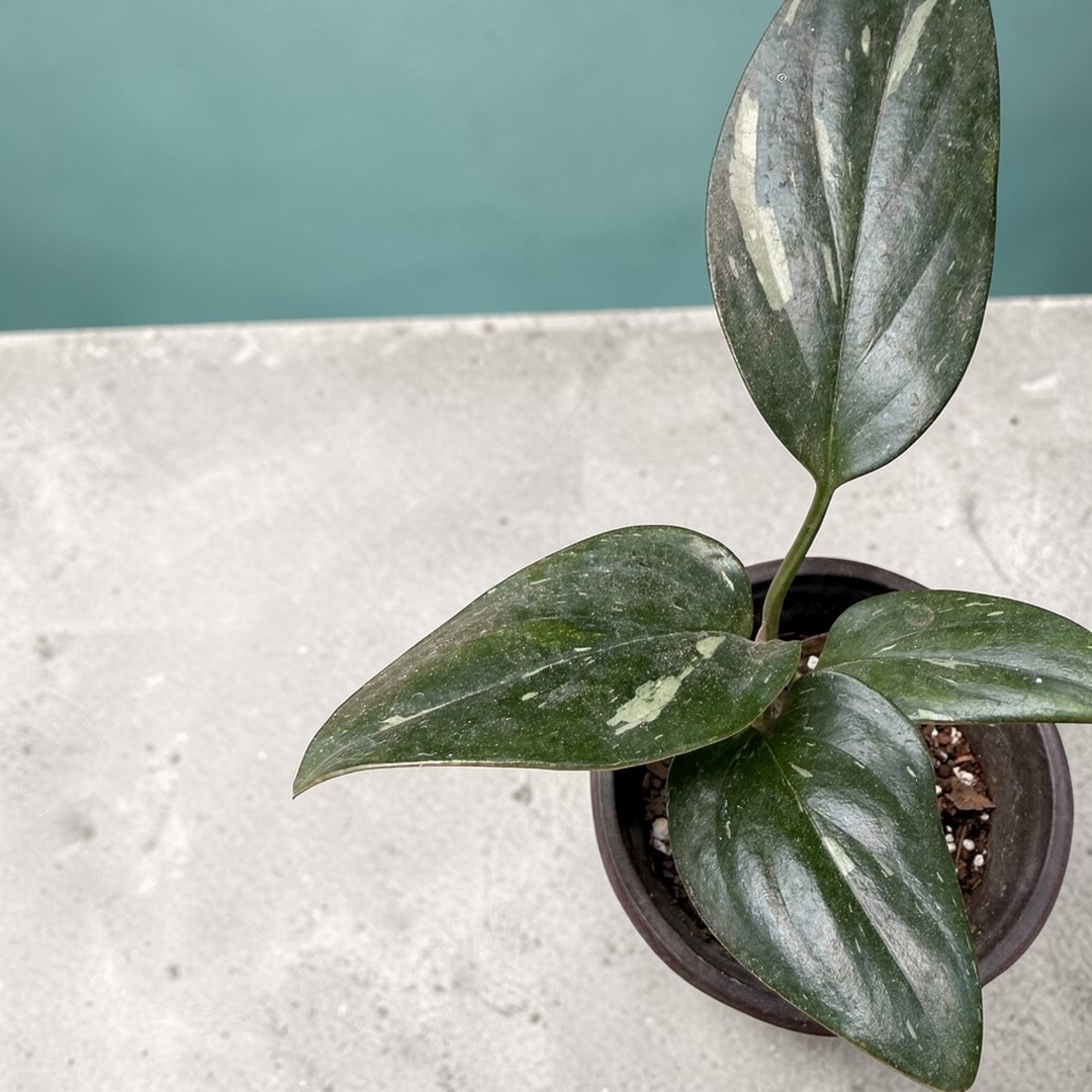 Monstera Standleyana Variegata
