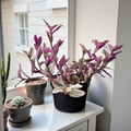 Tradescantia Nanouk
