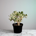 Árbol Jade Variegado