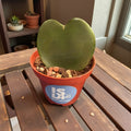 Hoya Kerrii chica (corazón solo)