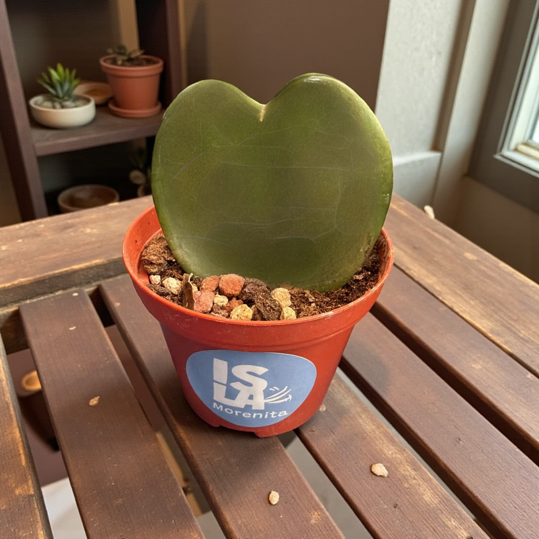 Hoya Kerrii chica (corazón solo)