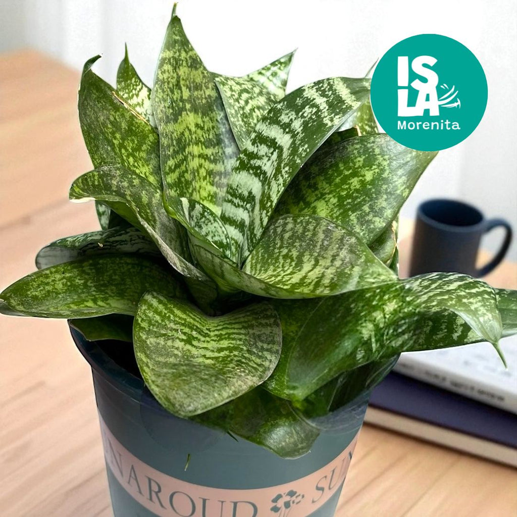 🌿 Sansevieria Enan