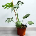 Monstera Deliciosa