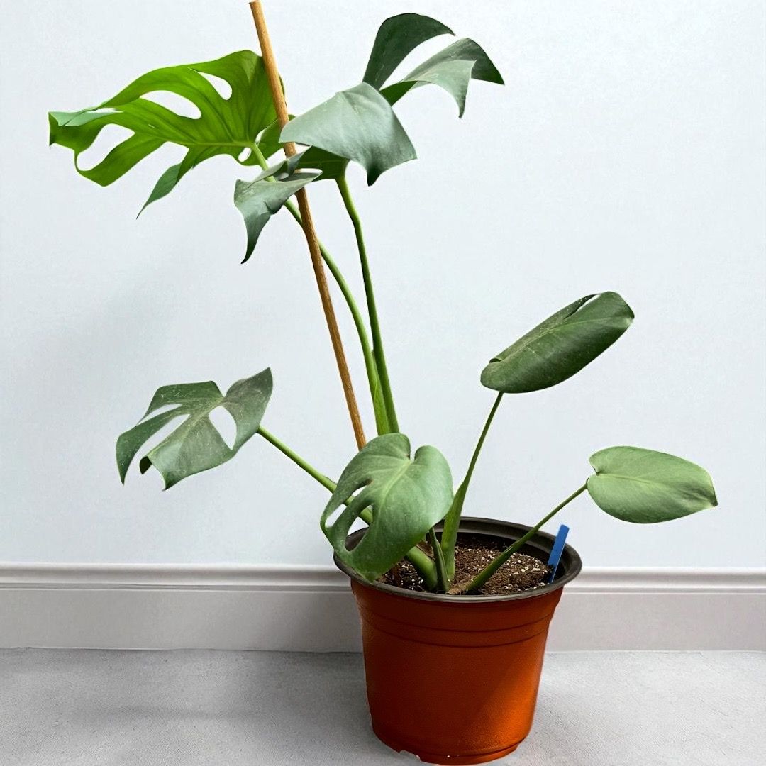 Monstera Deliciosa