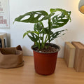 Monstera Esqueleto