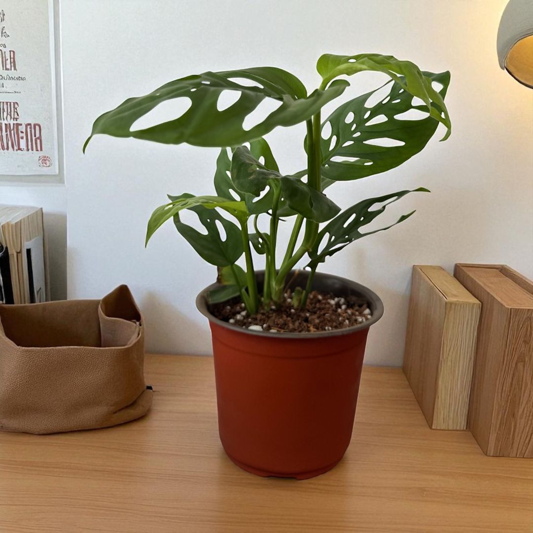 Monstera Esqueleto