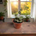 Peperomia Hope