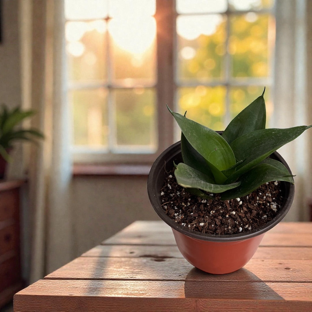 Sansevieria ‘Hahnii Jade