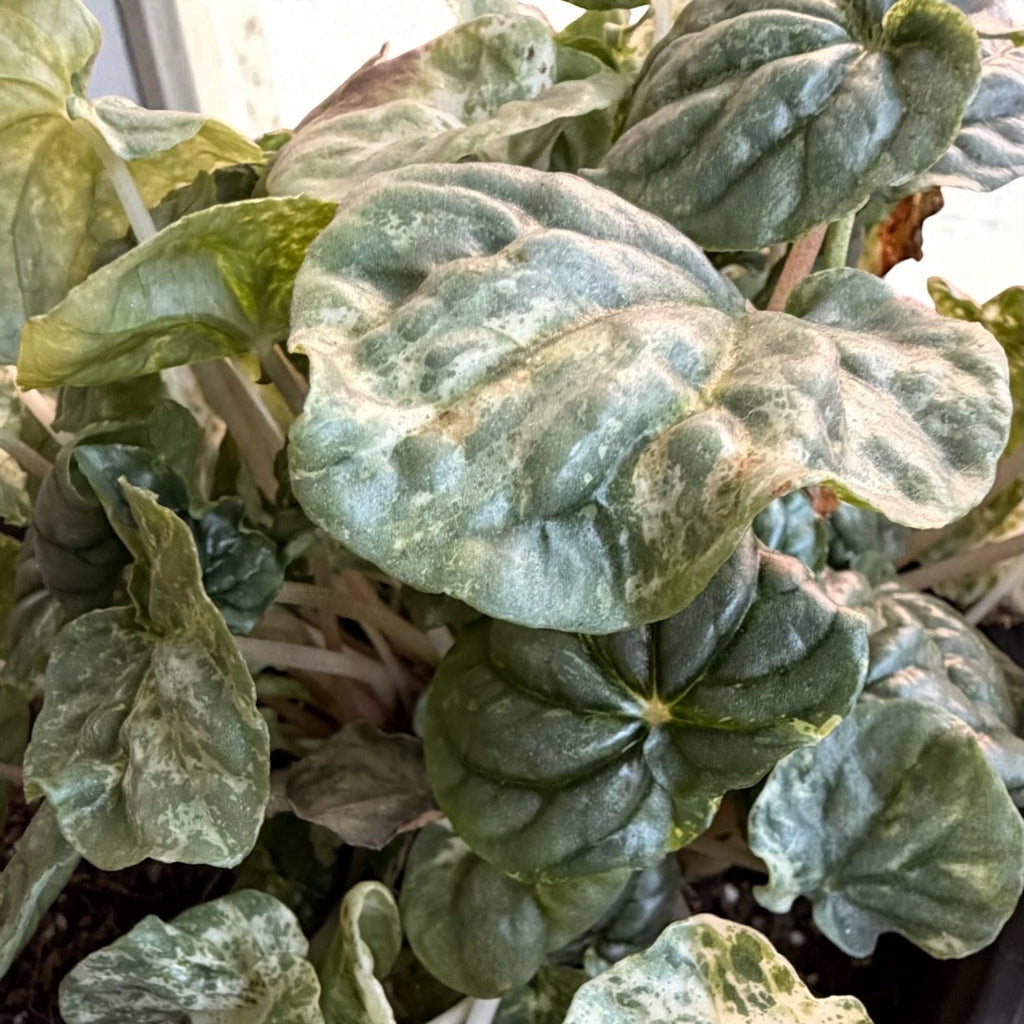 Peperomia Caperata Variegada