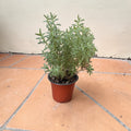 Lavanda