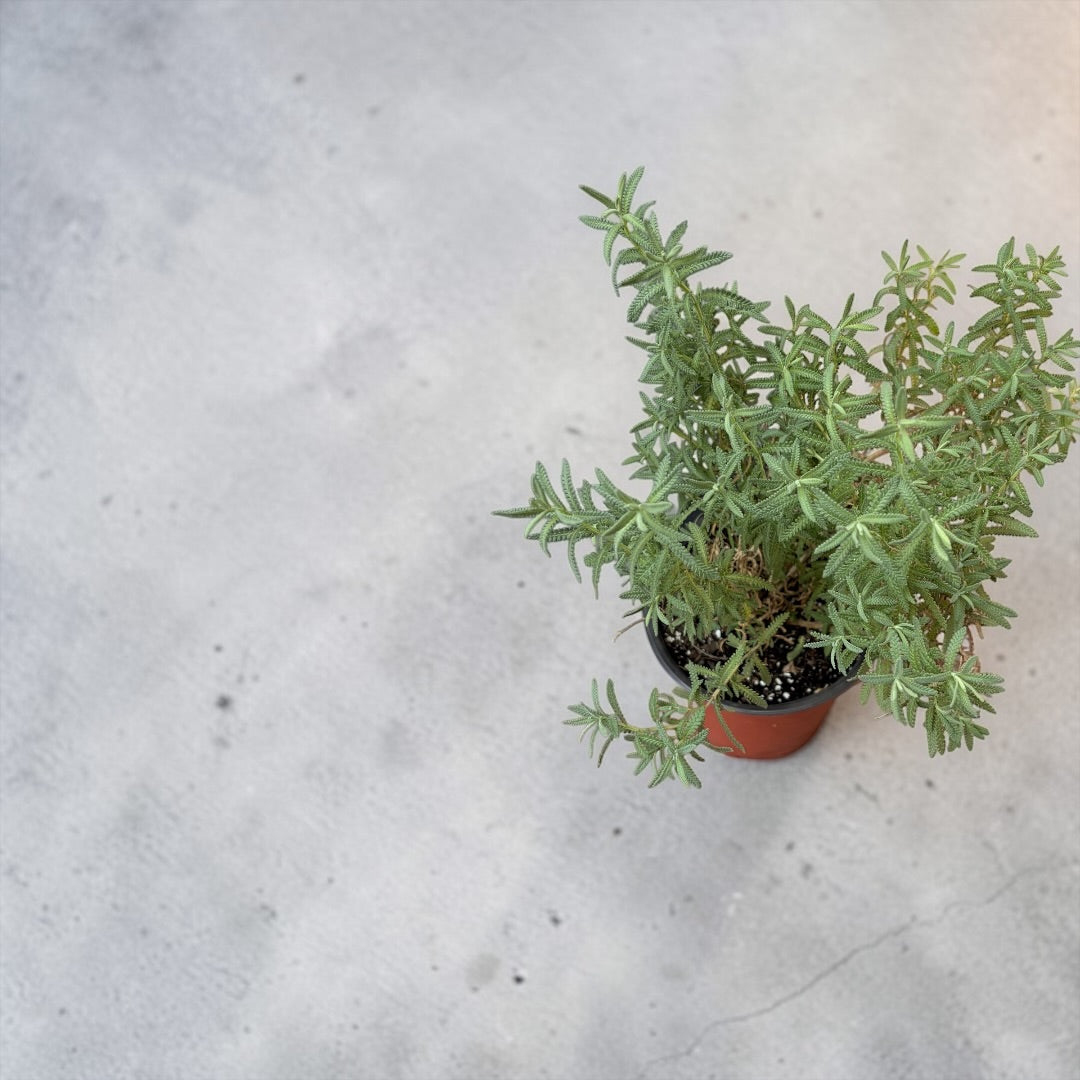 Lavanda