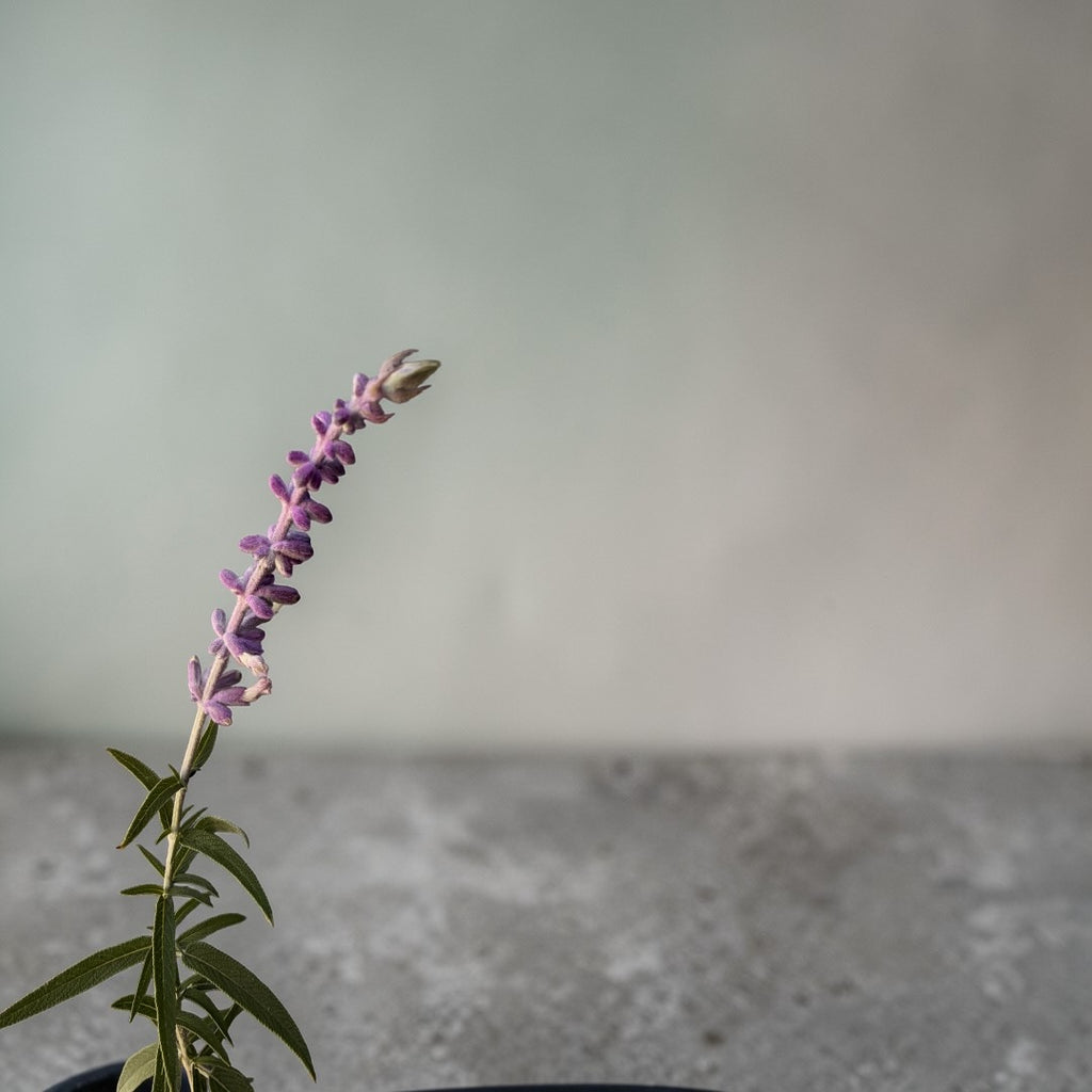 Salvia Cruz (Cordoncillo)