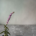 Salvia Cruz (Cordoncillo)