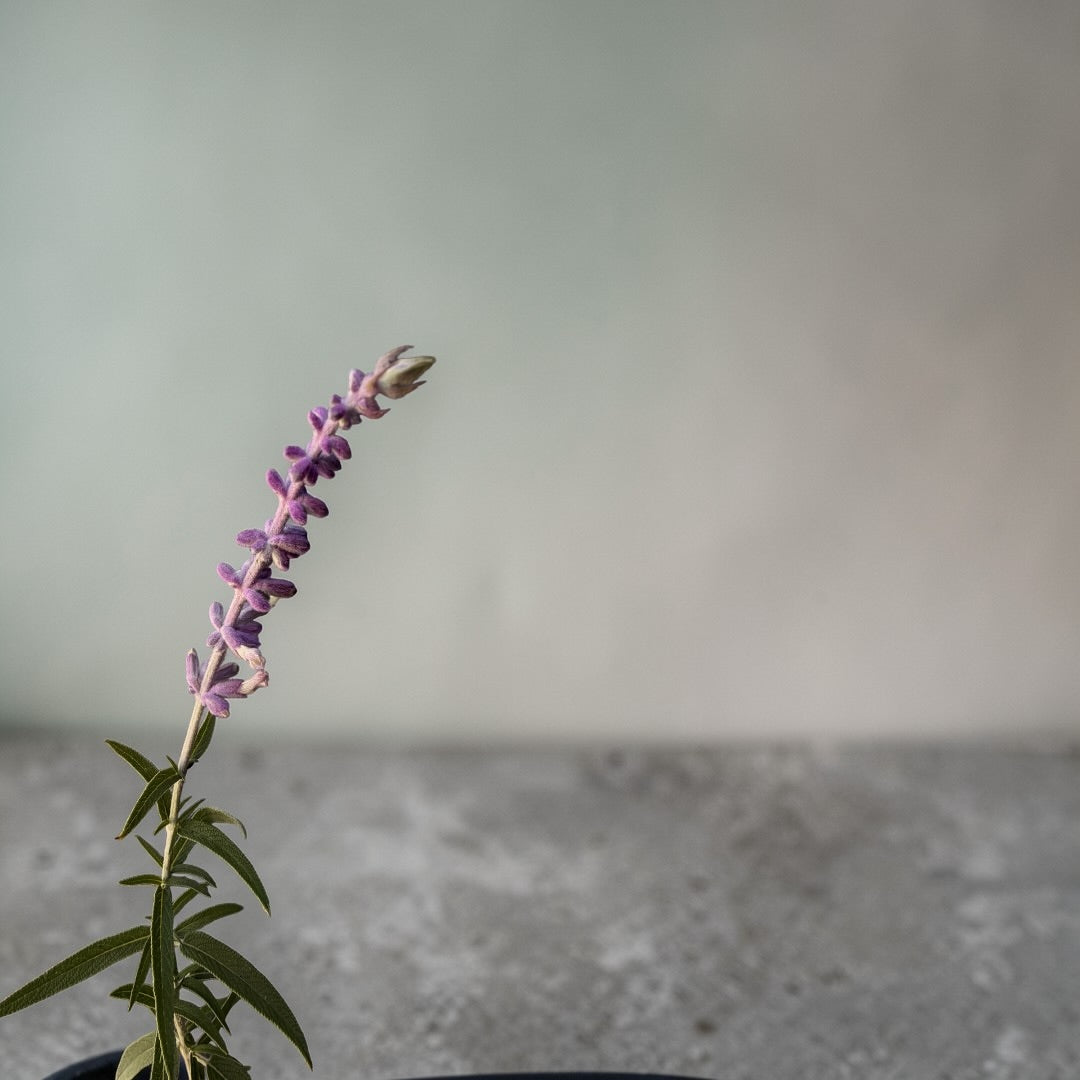 Salvia Cruz (Cordoncillo)