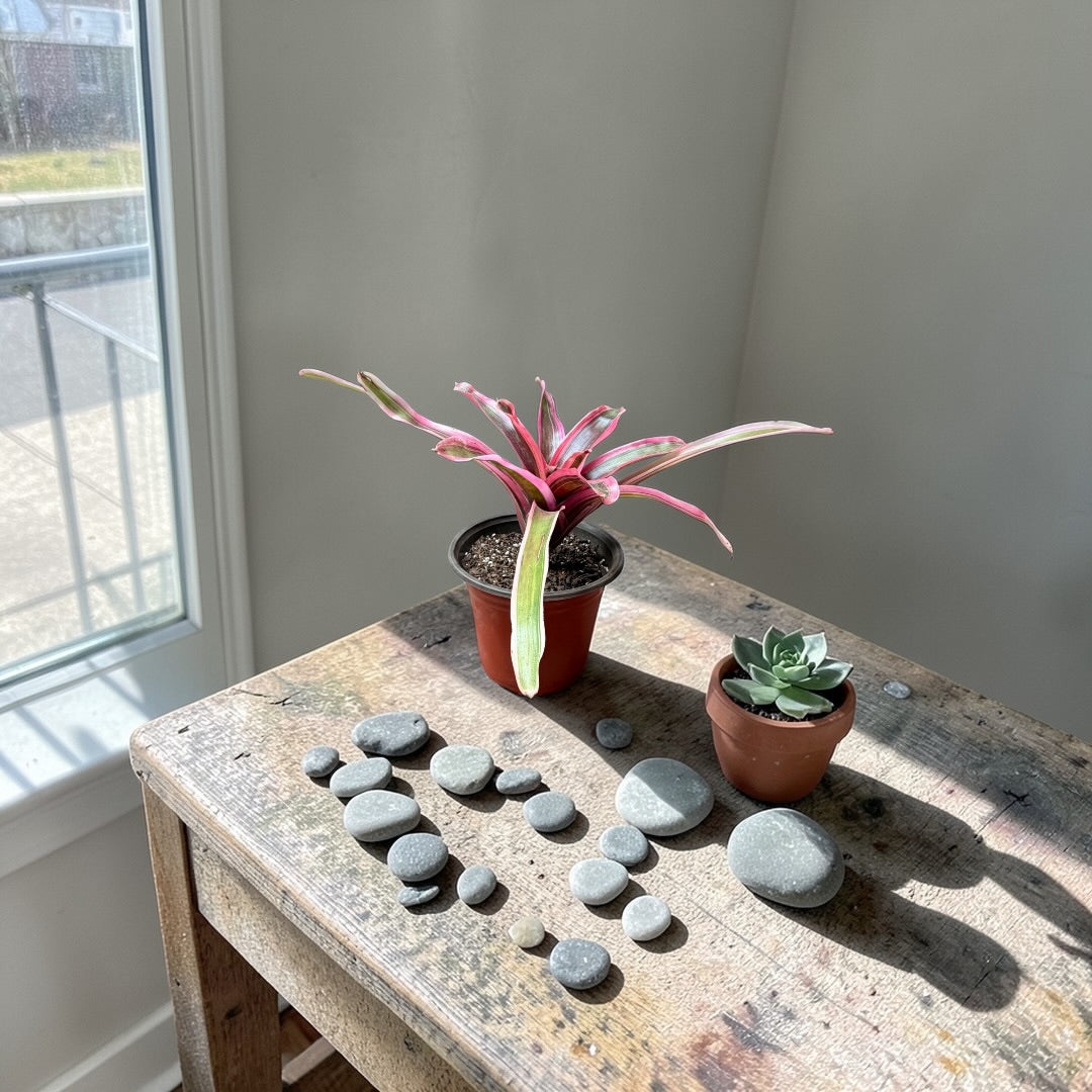 Bromelia Neoregelia