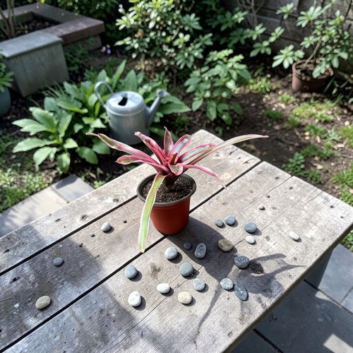 Bromelia Neoregelia