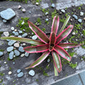 Bromelia Neoregelia