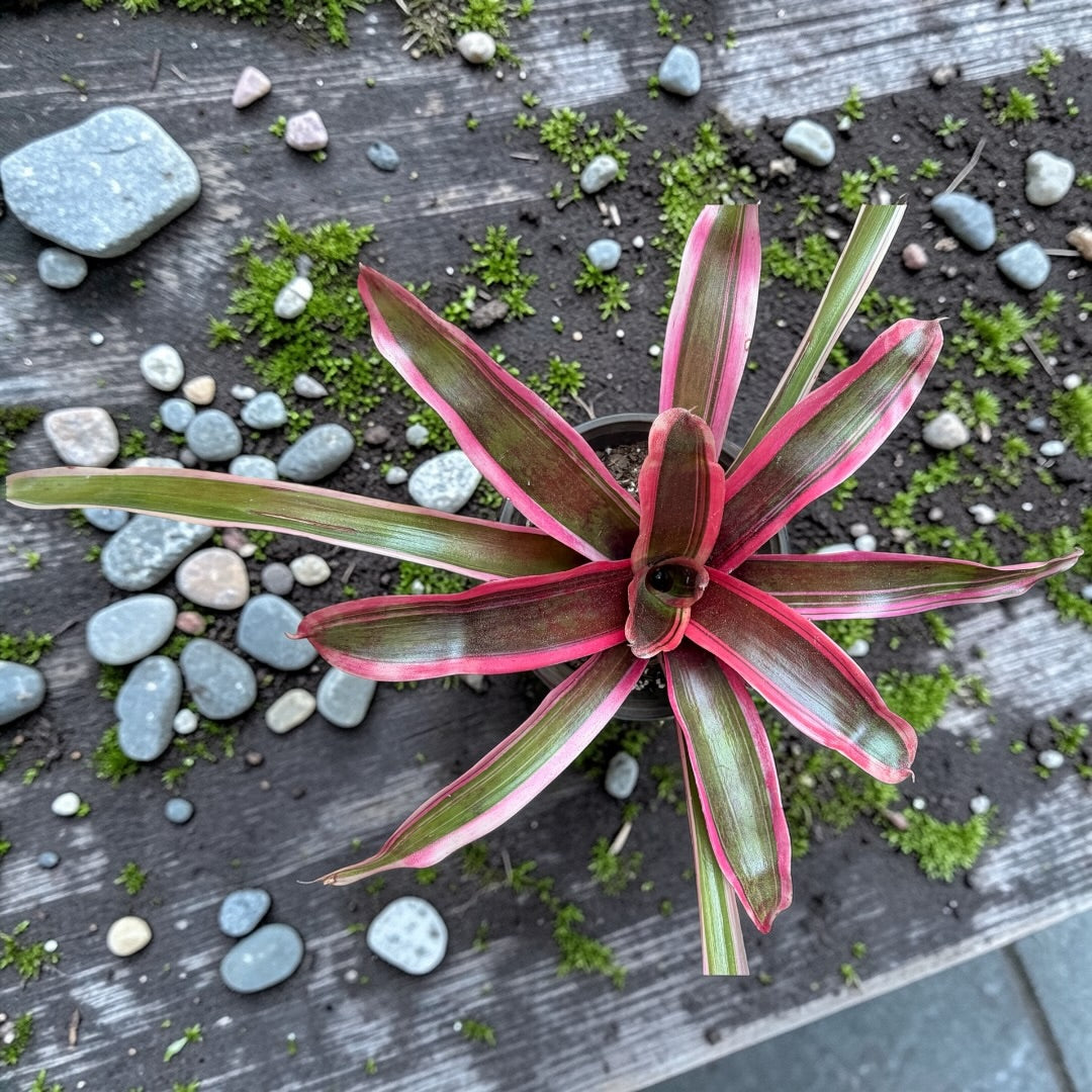 Bromelia Neoregelia