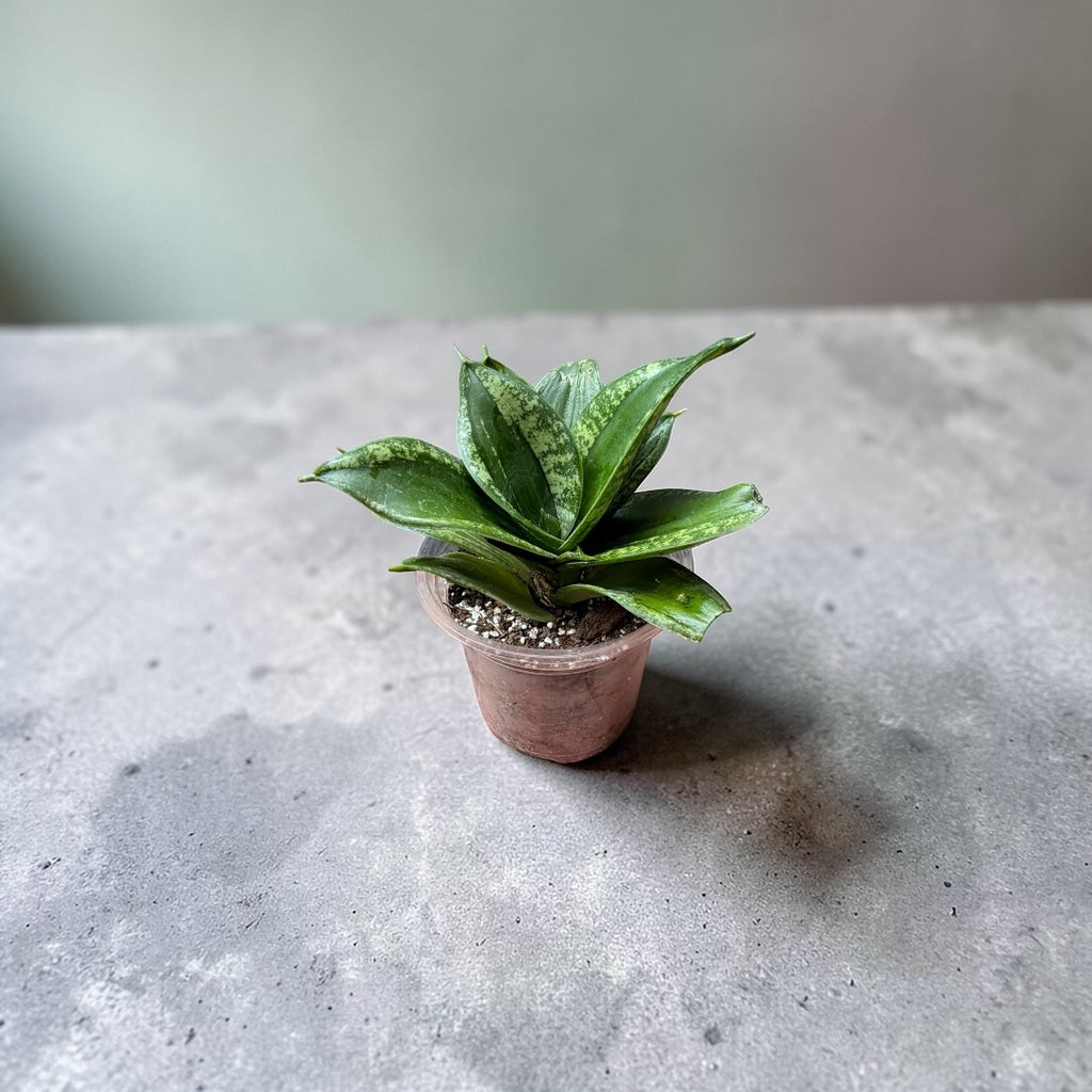 Sansevieria Plata