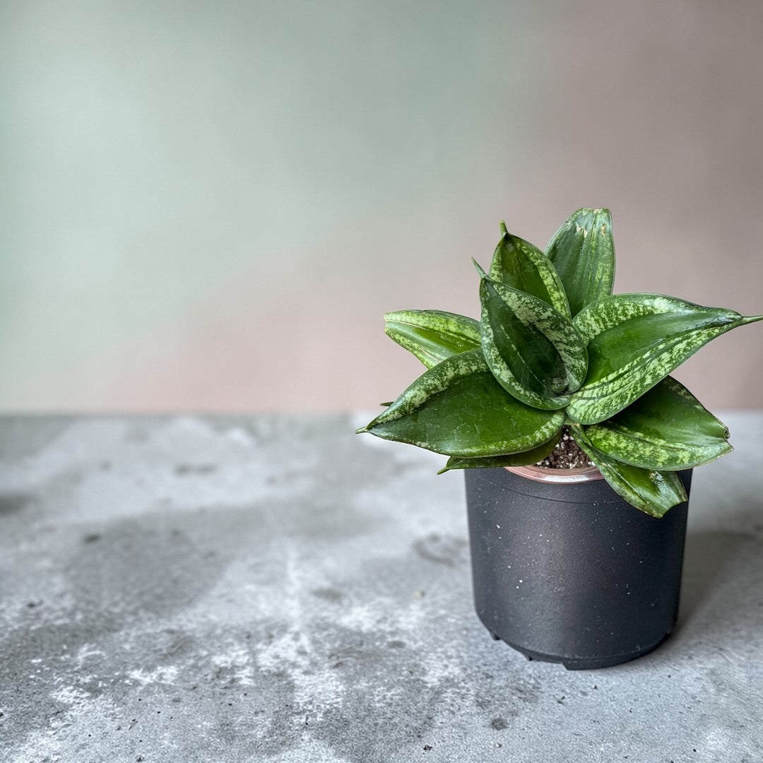 Sansevieria Plata