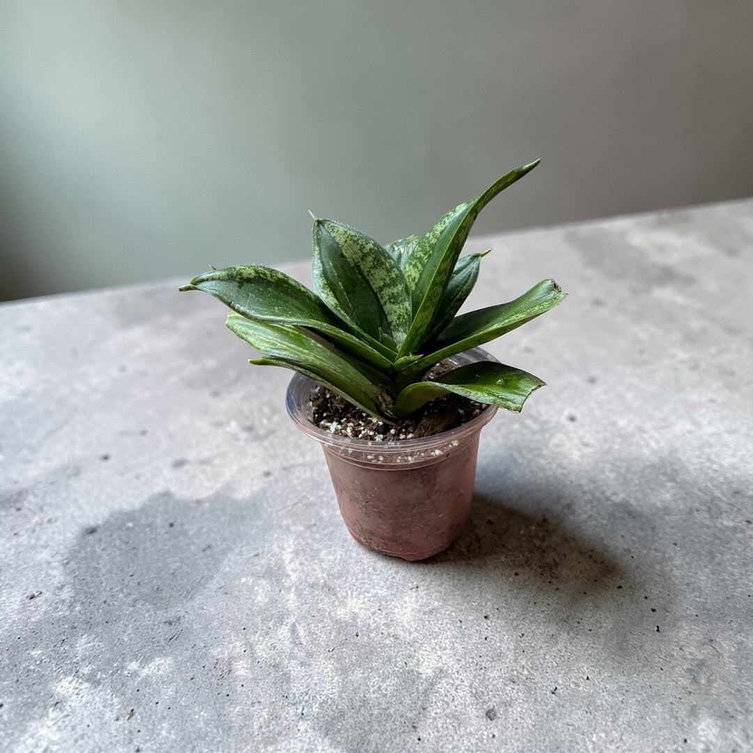Sansevieria Plata
