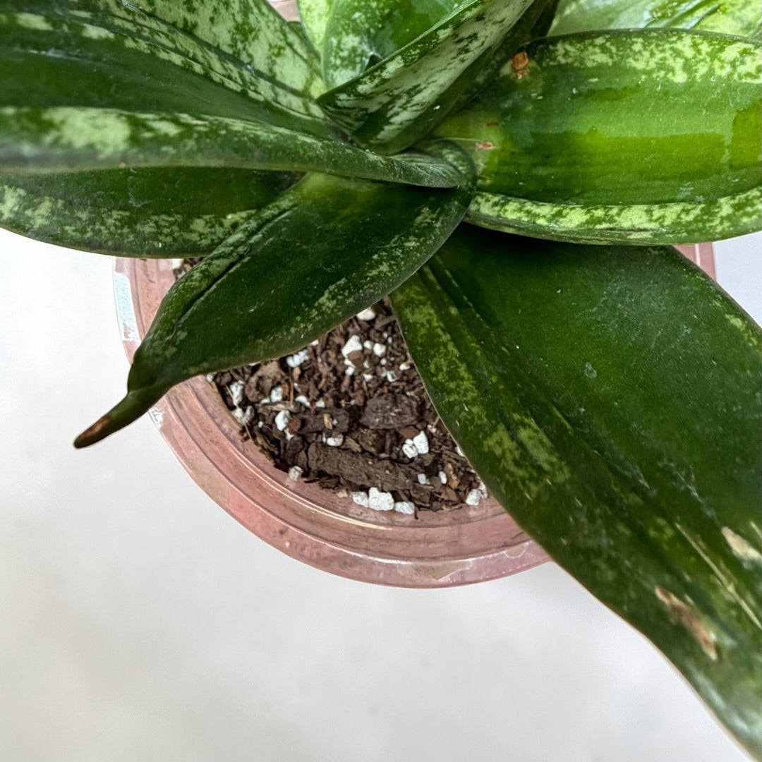 Sansevieria Plata