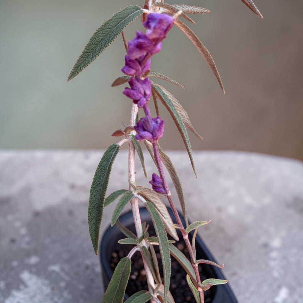 Salvia Cruz (Cordoncillo)