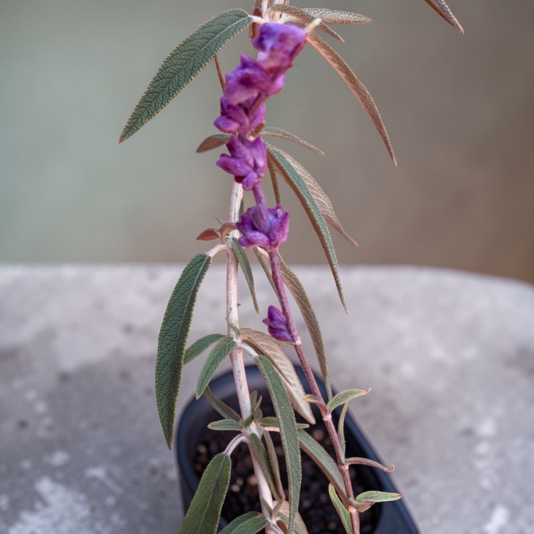 Salvia Cruz (Cordoncillo)