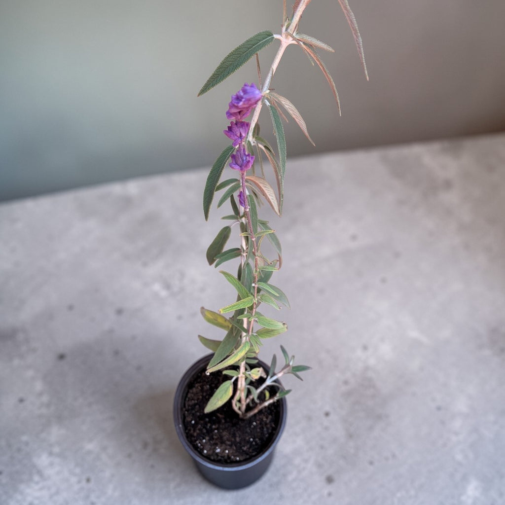 Salvia Cruz (Cordoncillo)