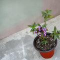 Heliotropo