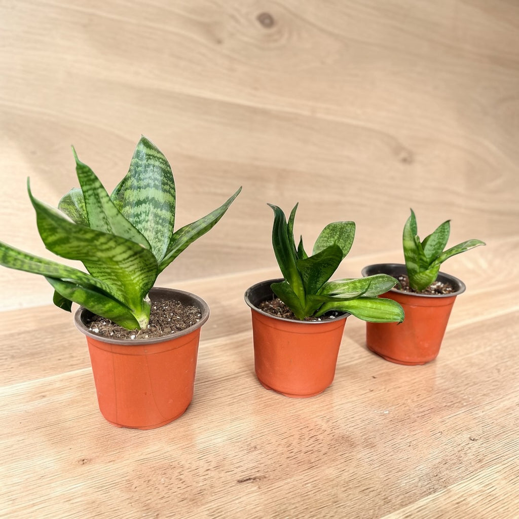 🌿 Sansevieria Enan