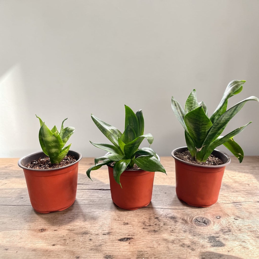🌿 Sansevieria Enan