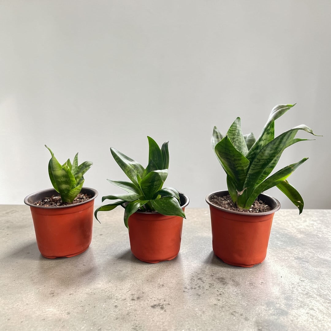 🌿 Sansevieria Enan