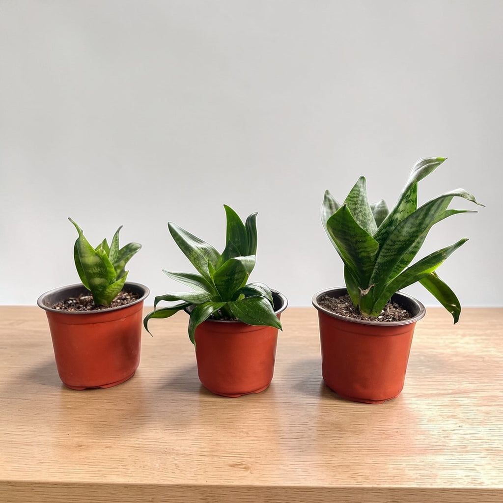 🌿 Sansevieria Enan
