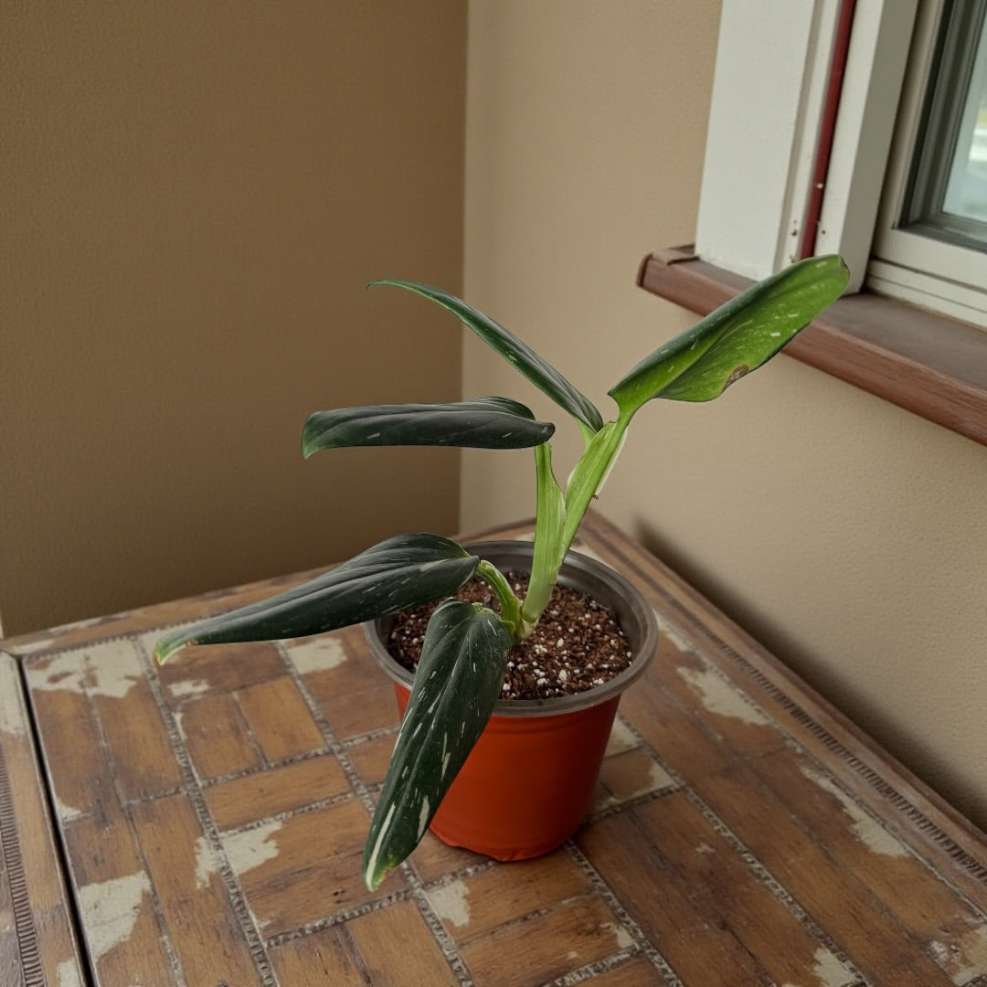 Monstera Standleyana Variegata
