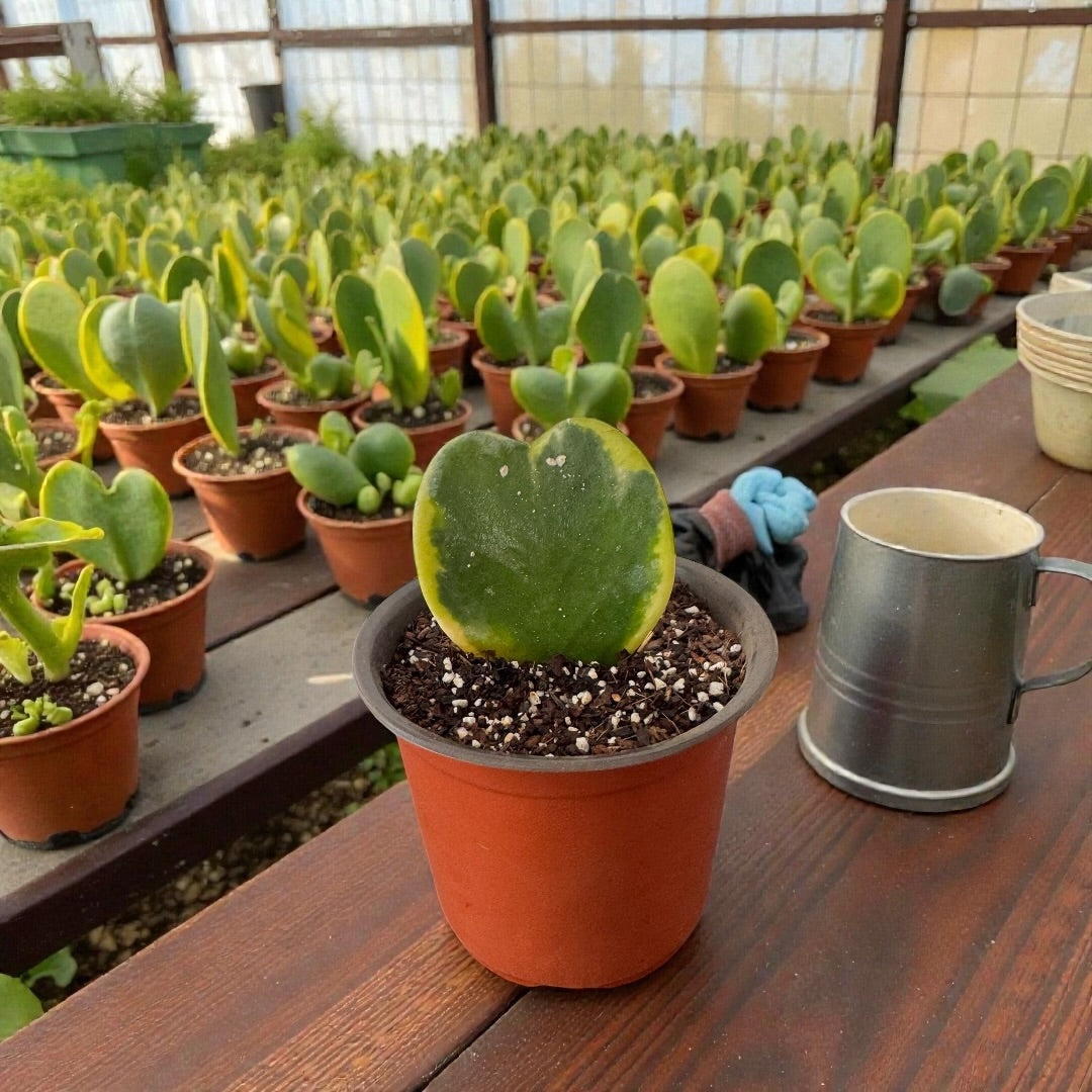 Hoya Kerrii Variegada (corazón solo)
