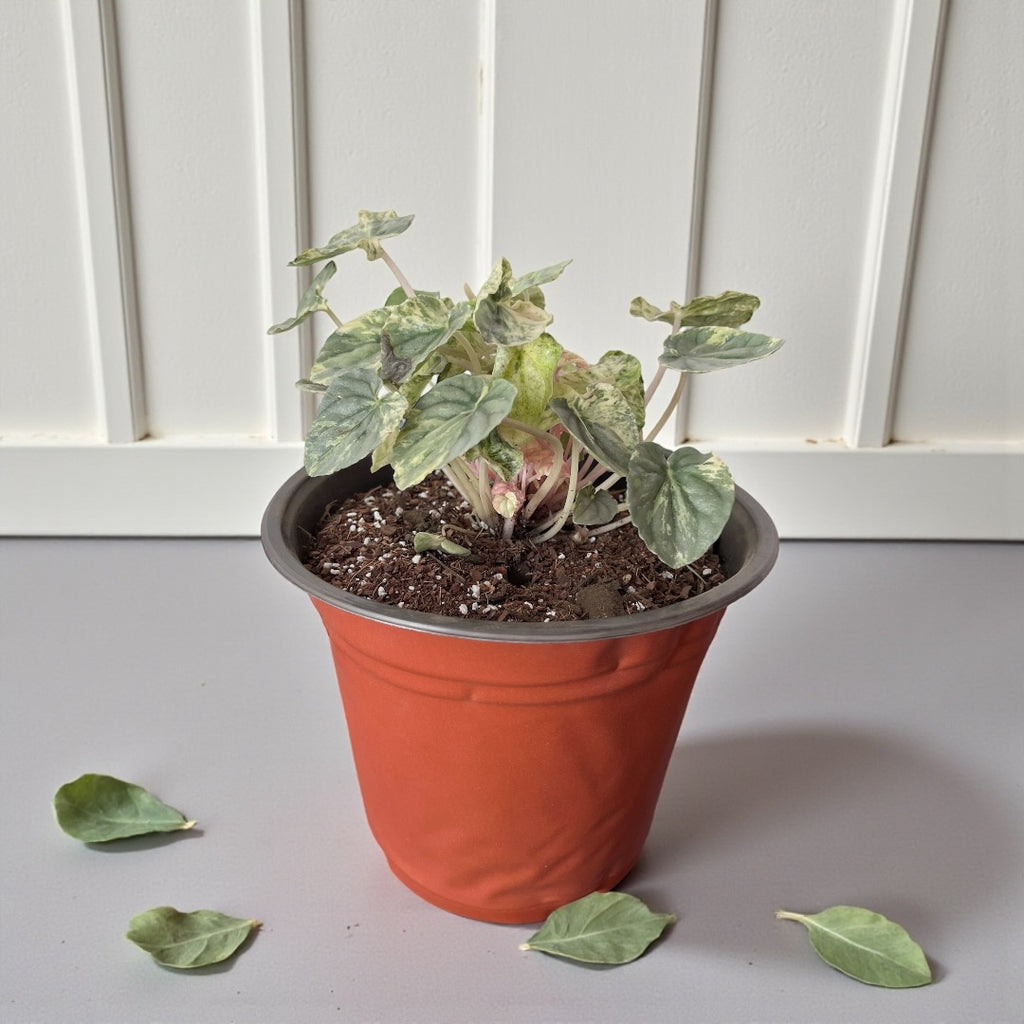 Peperomia Caperata Variegada