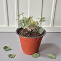 Peperomia Caperata Variegada