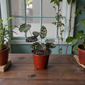 Calathea