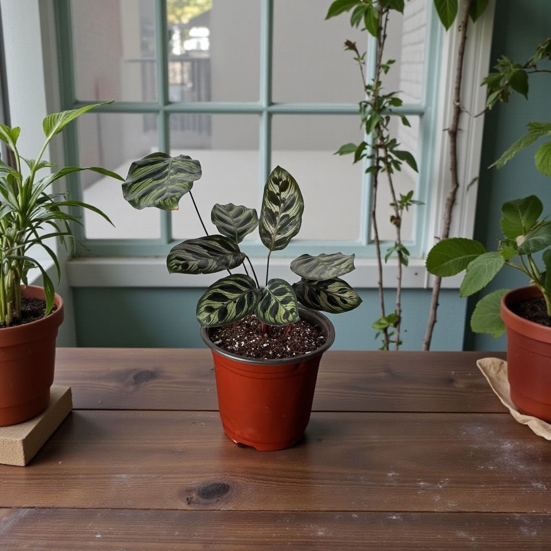 Calathea